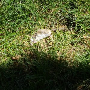 dead mouse in grass