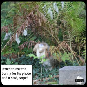 blurry image of a bunny jumping into foliage of ferns and weeds; only seeing the back half.