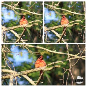 collage of 3 images of a male red cardinal perched in a tree
