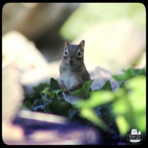 a chipmunk up close and it appears to be smiling while standing upright in the ivy that covers the Moretti rock wall fortress.