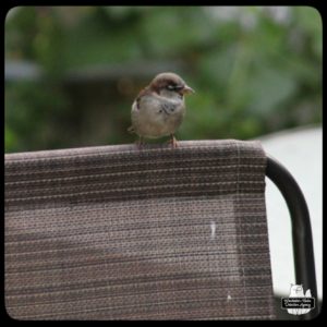 a house sparrow perched on a deck chair