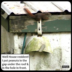 small squirrel hanging on to the edge of the roof at the back of the well house; there's a gap under the roof.