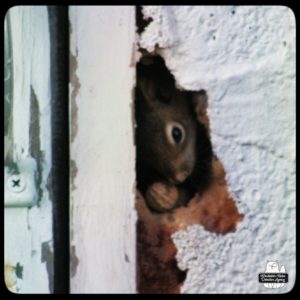 close up of hole in the well house wall with a squirrel inside barely showing its head to get a peanut