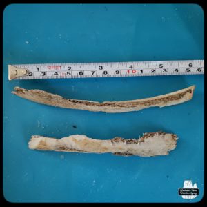 2 rib bones showing signs of being chewed and weathered next to a measuring tape