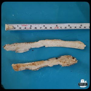 2 rib bones showing signs of being chewed and weathered next to a measuring tape