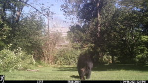 black bear walking away from trailcam at Fort Winchester; 2023-09-14