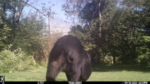 black bear walking away from trailcam at Fort Winchester; 2023-09-14