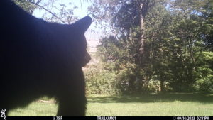 black bear walking into frame at the trailcam at Fort Winchester; 2023-09-14