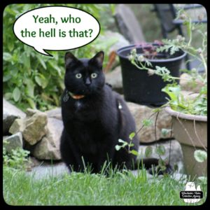 black cat Gus sees the other cat from the opposite side of the property. Gus: "Yeah, who the hell is that?"