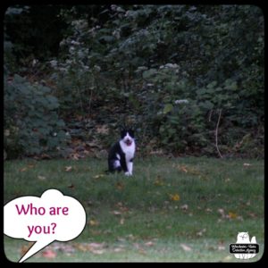 white and black cat sitting in the yard as if it owns the place. Off-panel: "Who are you?"