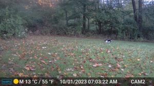 white and black cat caught on trailcam Oct 1, 2023 7:03AM