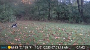 white & black cat strolling through the yard caught on trailcam