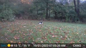 white and black cat caught on trailcam Oct 1, 2023 7:03AM
