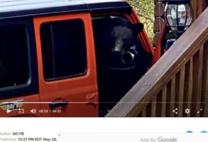 black bear in someone's vehicle