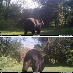 black bear walking by trailcam1 on Aug 27, 2023 and Sept 14, 2023