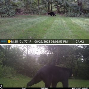 black bear walking by trailcam2 (top) and trailcam1 (bottom) on Aug 29 and Aug 24, 2023