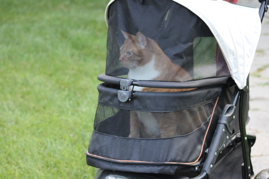 Ollie in his buggy
