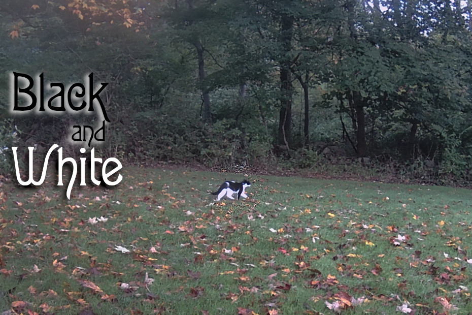 black and white cat in yard with black and white text