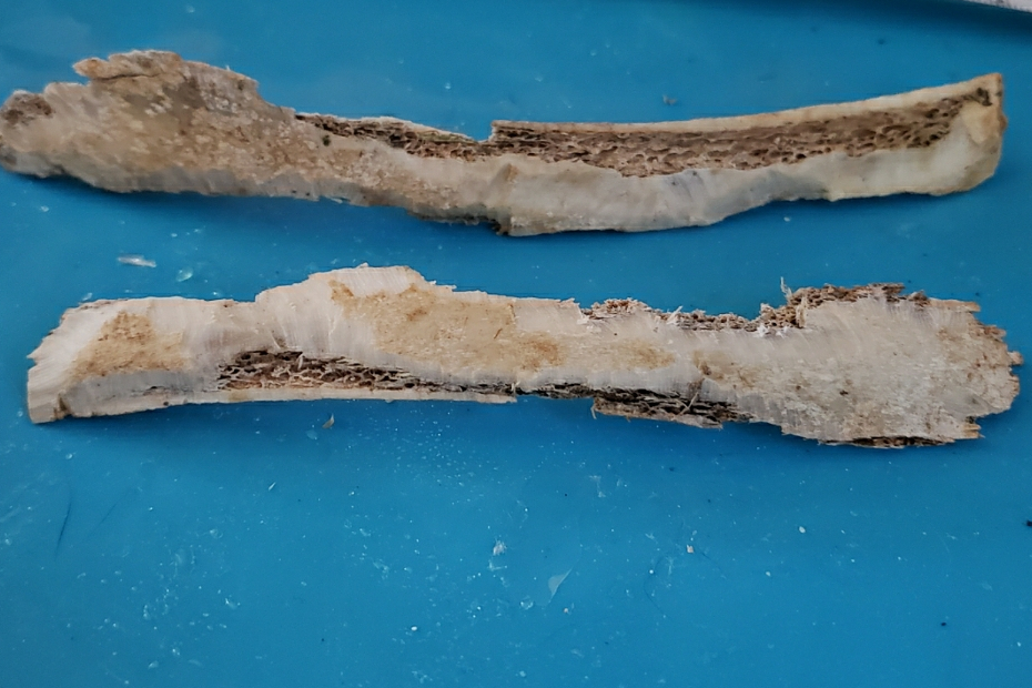 2 rib bones showing signs of being chewed and weathered