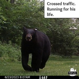 black bear running from the busy road through the yard caught by trailcam as it ran for its life on 2023-06-23