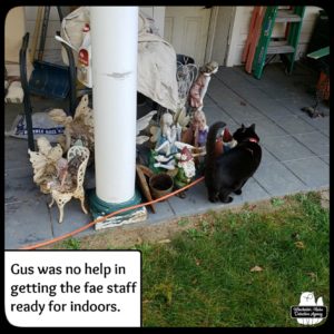 On the back porch, black cat Gus sniffs around the gathered statues of fairies and gnomes (among other stuff)