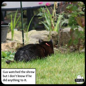 Gus lying in the grass next to the flower bed where he spotted a shrew