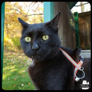 close up of black cat Gus expressing his indignation when the tiny shrew was saved