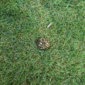 2022 first attempt at bird seed and peanut butter "cake" for wildlife put in the grass