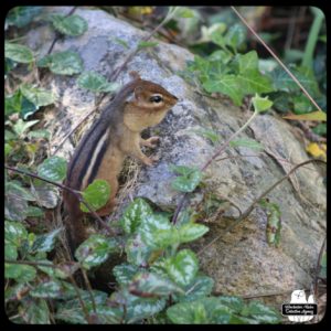 close up of chipmunk climbing up on a rock covered in ivy