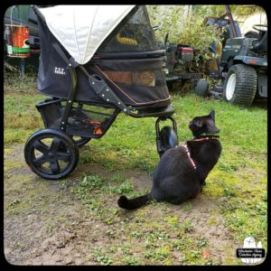 Oliver in his buggy next to Gus on the ground by all the parked lawn mowers