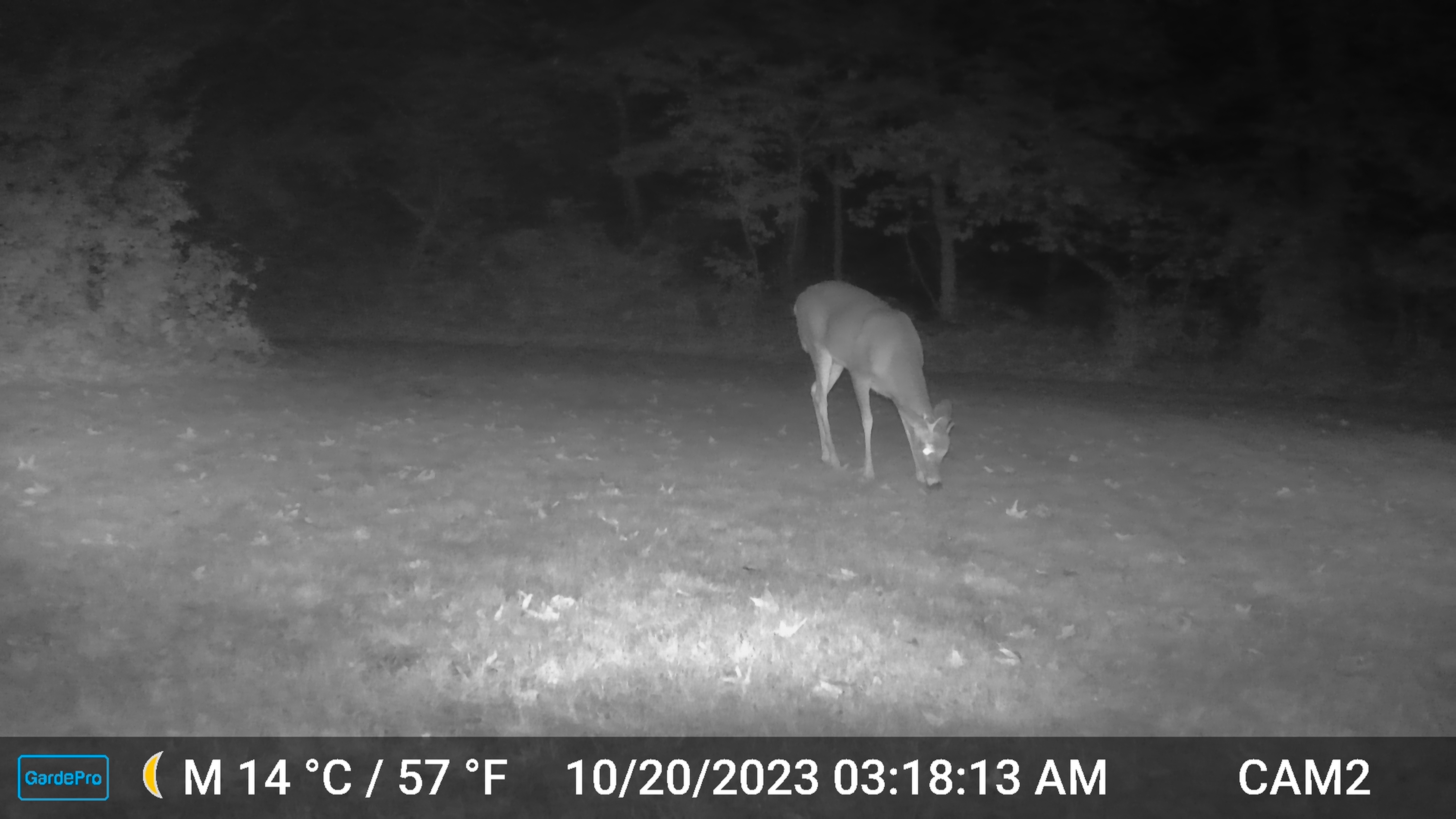 deer eating bird seed cake