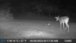 opossum vs deer stand off over bird seed cake