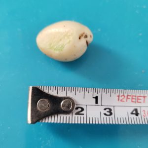 underside of the mysterious egg-like evidence next to a measuring tape showing it is three-quarters of an inch long on blue mat.