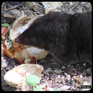 close up of an adult (large) northern short-tailed shrew's adorable face with white whiskers and tiny blue eyes over a pile of peanut shells