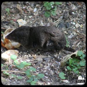 northern short-tailed shrew with peanut debris