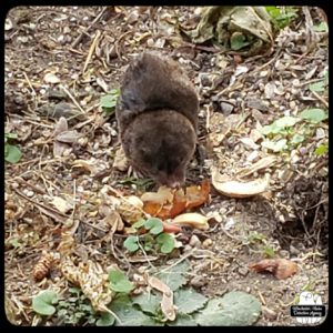 close up of an adult (large) northern short-tailed shrew possibly covered in cat spit eating peanuts