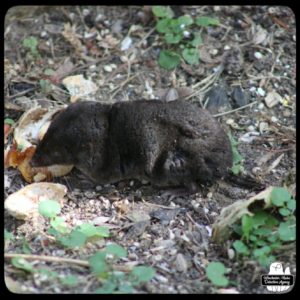 close up of an adult (large) northern short-tailed shrew eating peanuts