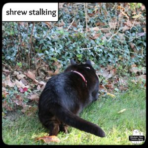 black cat Gus in the grass next to the ivy-covered border of the woods as he hunts a tiny shrew