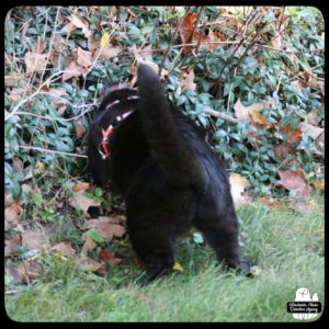 black cat Gus pouncing into the ivy-covered border of the woods as he hunts a tiny shrew