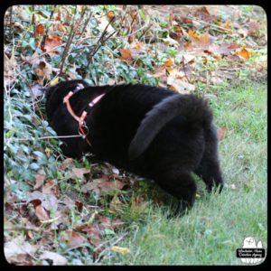 side angle of black cat Gus pouncing into the ivy-covered border of the woods as he hunts a tiny shrew