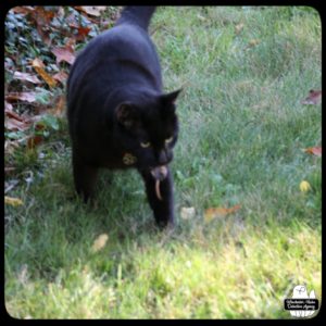 black cat Gus victorious in his hunt with the tiny northern short-tail shrew in his mouth, the tiny pink tail and pink back feet hanging out of Gus' mouth.
