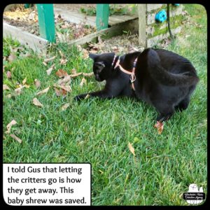 Gus in the grass pawing at a tiny shrew that's not even visible.