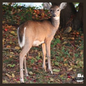 Yearling female white-tailed deer looking back over her shoulder.