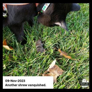 black cat Gus standing over the shrew he killed in the grass on Nov 9, 2023