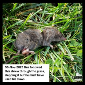 close up of dead northern short-tailed shrew with its intestines prolapsed