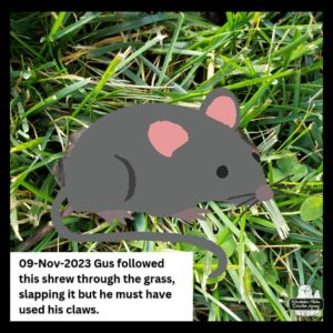 censored version of dead northern short-tailed shrew with its intestines out