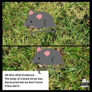 censored collage of northern short-tailed shrew discovered already dead