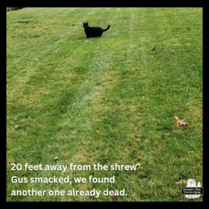 black cat Gus about 20 feet away in the grass showing how far one dead shrew is from the one we found already dead.