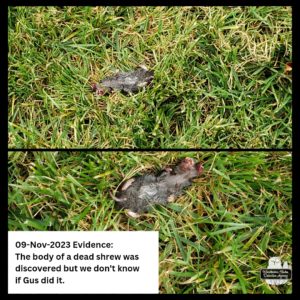 collage top: not as close up of the northern short-tailed shrew we found already dead with stuff coming out of its mouth; bottom: same but closer, belly up