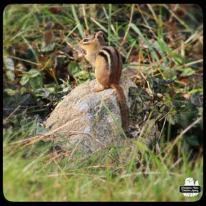 young chipmunk standing up on a rock by Bunny Hollow